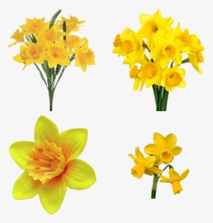 Bunch Of Daffodils #1035834