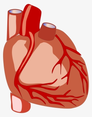 Science Clipart Heart - Human Heart Clipart #1035862 Science Clipart Heart - Human Heart Clipart #1035862