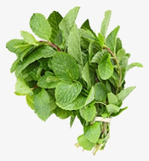 Mint Leaves #1036109 Mint Leaves #1036109