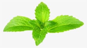 What Is Seenithulasi - Stevia En Planta 40gr. Pinisan #1036230