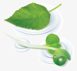 Chlorophyll Double 02 Derived From Fresh Alfafa Plant - Liquid #1036573