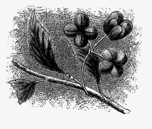 Wildflower Illustration Clip Art Digital - Drawing #1037626