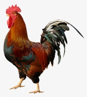 Dry Creek Vineyard Products Svg Royalty Free Stock - Rooster Png #1038086