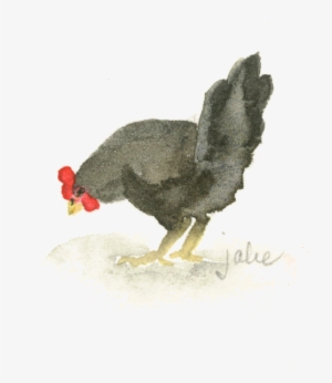 Biddy1 - Rooster #1038406