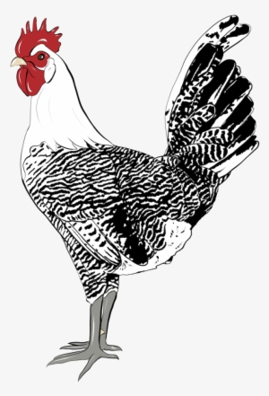 Campine Rooster #1038491