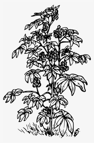 This Free Icons Png Design Of Castor Bean #1038740