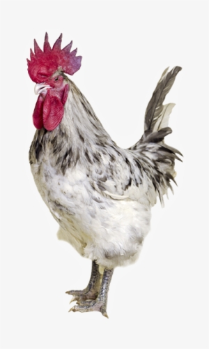 Ash Grey Coloured Rooster With White Skin - Red Junglefowl #1039131