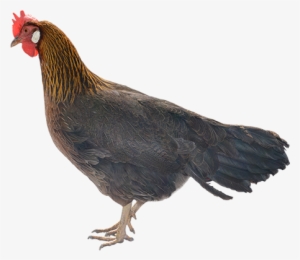 Rooster Images, Png Format, Animal Cutouts, Animals - 2018 #1039284