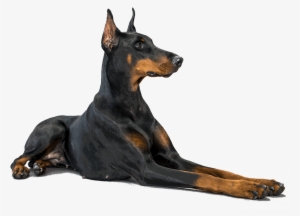 Doberman Face Png Transparent Doberman Face - Доберман Пнг #1039714