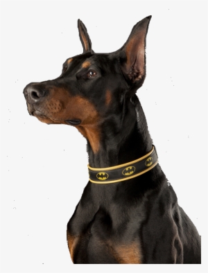 Doberman Transparent #1039776