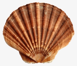 Jpg Freeuse Library Sea Shell Png Free Images Toppng - Shell Transparent #1039858