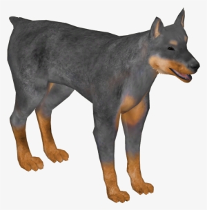 Doberman Pinscher 03 - Wiki #1039859