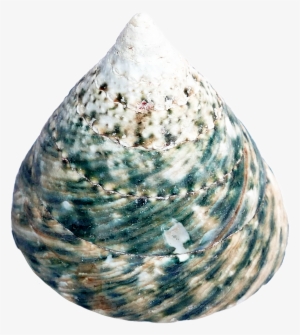 Seashell #1039958