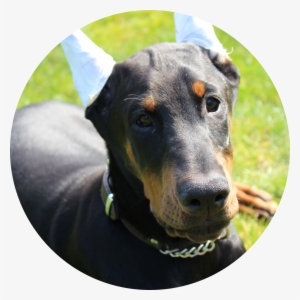West Coast Doberman Ranch Is A Family Owned And Operated #1040045