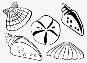 This Free Icons Png Design Of Sea Shells #1040051