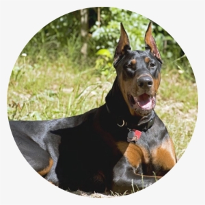 Our Goal Is To Bring You The Best Doberman Breed And - Dobermann #1040143