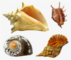Seashell Png - Sea Shell #1040230