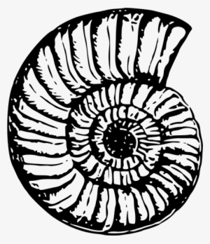 Shell Free Public - Black Shell Png #1040237