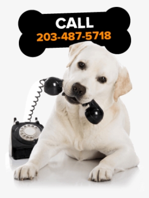 A Doberman Puppy For Sale In Ct Buy A Cute Puppy In - Animals Talking On The Phone #1040401