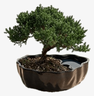Bonsai Trees - Bonsai Decoration #1041553