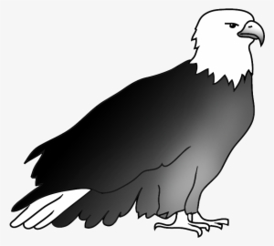 Resting Bald Eagle Drawing - Drawing #1041579