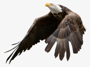 Eagle Being Released - Bald Eagle Blank Background #1041630