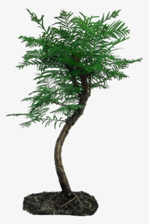 Tree Png By Camelfobia On Deviantart - Minimal B&w Ii Iphone 7 Slim Case #1041680