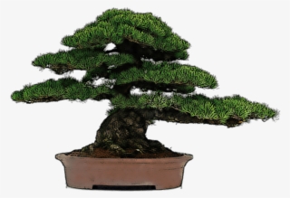 Bonsai Drawing - Bonsai Dibujo #1041916