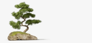 Of Our Client Base Is Vital - Bonsai Pine Tree Png #1041930