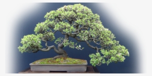 Find Out Why Bonsai Outlet Is America's Favourite Online - Trident Maple Bonsai #1041955