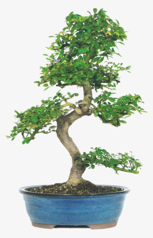 Brussel's Chinese Elm Bonsai #1042034