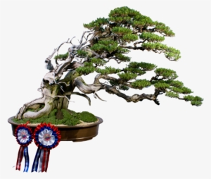 Custom Tag Cloud - Styles Of Bonsai Trees #1042039