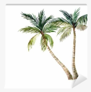 Palm Tree Isolated On White Background - Watercolor Palm Tree #1042067