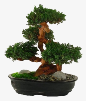 Types Of Bonsai Plants - Plant Nurseries In Karachi #1042068