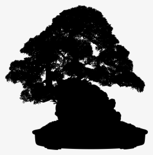 Indoor Bonsai Tree Light Weeping Fig - Free Bonsai Tree Silhouette Png #1042109 Indoor Bonsai Tree Light Weeping Fig - Free Bonsai Tree Silhouette Png #1042109