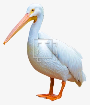 Parent Category - White Birds With Orange Feet #1042150