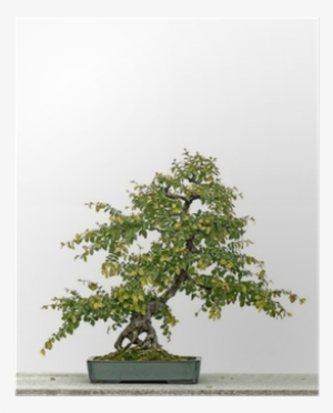 Vinyl Wall Mural #1042286