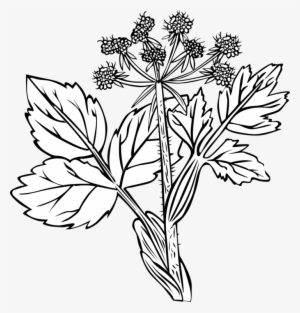 Plants White Snakeroot Flower Palm Trees Hedysarum - Cow Parsnip Drawing #1042288