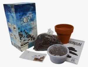 Diy Miniature Indoor Bonsai Tree Garden - Bonsai #1042327