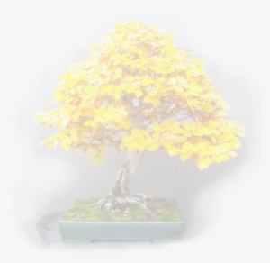 Bonsai Tree - Bonsai #1042524