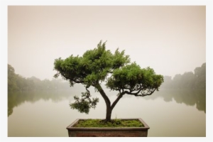 Green Chinese Bonsai Tree - Bonsai Tree Zen Garden #1042741