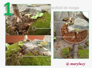 We Must To Do Is Remove The Surface Layer Of Muss For - Portable Network Graphics #1042829