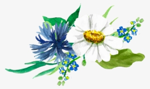 Image Library Chamomile Drawing Wreath - African Daisy #1045080