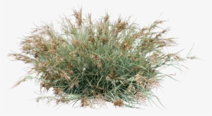 Themeda Australis - Grass #1045574