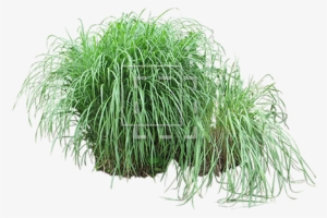 Parent Category - Grasses #1045684