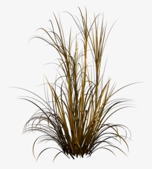 Tubes Arbres Et Verdures - Grasses Png #1046036