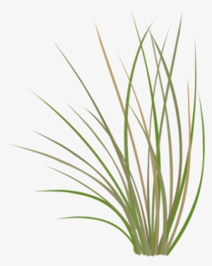 Ian Symbol Pseudoroegneria Spicata - Bluebunch Wheatgrass Drawing #1046044