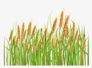 Daisy Clipart Wheat Grass - Wheat Clipart #1046364 Daisy Clipart Wheat Grass - Wheat Clipart #1046364