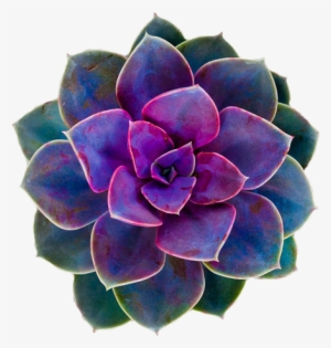 Purple Rose Clipart Png Tumblr - Cactus Flower Transparent Background #1047711