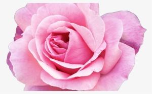 15 Pink Flower Png Tumblr For Free Download On Mbtskoudsalg - Lash Extension Aftercare Sheet #1047973